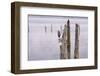 Canada, B.C, Vancouver Island. Great Blue Heron on an Old Piling-Kevin Oke-Framed Photographic Print