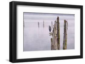 Canada, B.C, Vancouver Island. Great Blue Heron on an Old Piling-Kevin Oke-Framed Photographic Print