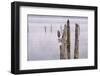 Canada, B.C, Vancouver Island. Great Blue Heron on an Old Piling-Kevin Oke-Framed Photographic Print