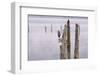 Canada, B.C, Vancouver Island. Great Blue Heron on an Old Piling-Kevin Oke-Framed Photographic Print