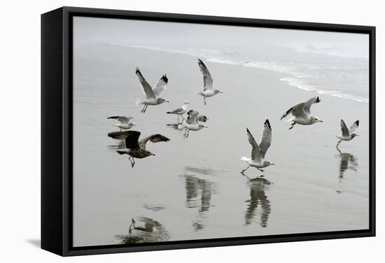 Canada, B.C, Vancouver Island. Gulls Flying on Florencia Beach-Kevin Oke-Framed Stretched Canvas