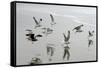 Canada, B.C, Vancouver Island. Gulls Flying on Florencia Beach-Kevin Oke-Framed Stretched Canvas