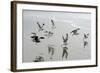 Canada, B.C, Vancouver Island. Gulls Flying on Florencia Beach-Kevin Oke-Framed Photographic Print