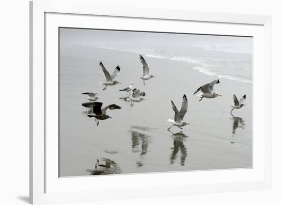 Canada, B.C, Vancouver Island. Gulls Flying on Florencia Beach-Kevin Oke-Framed Photographic Print