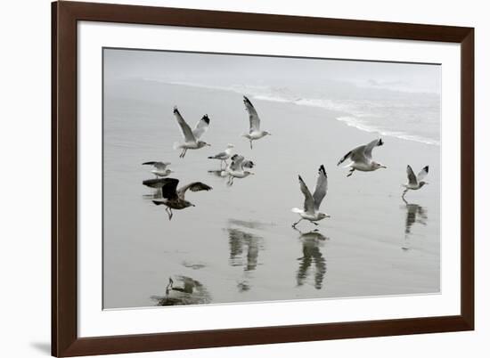 Canada, B.C, Vancouver Island. Gulls Flying on Florencia Beach-Kevin Oke-Framed Photographic Print