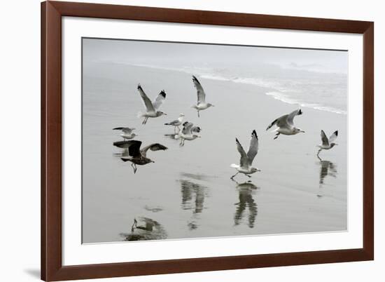 Canada, B.C, Vancouver Island. Gulls Flying on Florencia Beach-Kevin Oke-Framed Photographic Print