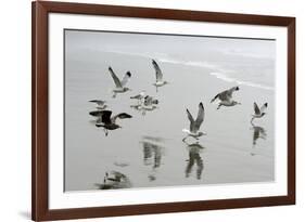 Canada, B.C, Vancouver Island. Gulls Flying on Florencia Beach-Kevin Oke-Framed Photographic Print