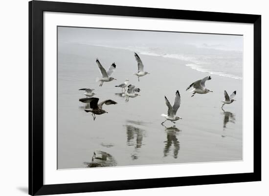 Canada, B.C, Vancouver Island. Gulls Flying on Florencia Beach-Kevin Oke-Framed Photographic Print