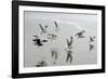 Canada, B.C, Vancouver Island. Gulls Flying on Florencia Beach-Kevin Oke-Framed Photographic Print