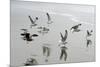 Canada, B.C, Vancouver Island. Gulls Flying on Florencia Beach-Kevin Oke-Mounted Premium Photographic Print
