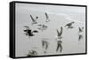 Canada, B.C, Vancouver Island. Gulls Flying on Florencia Beach-Kevin Oke-Framed Stretched Canvas