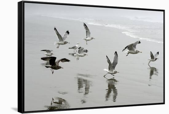 Canada, B.C, Vancouver Island. Gulls Flying on Florencia Beach-Kevin Oke-Framed Stretched Canvas