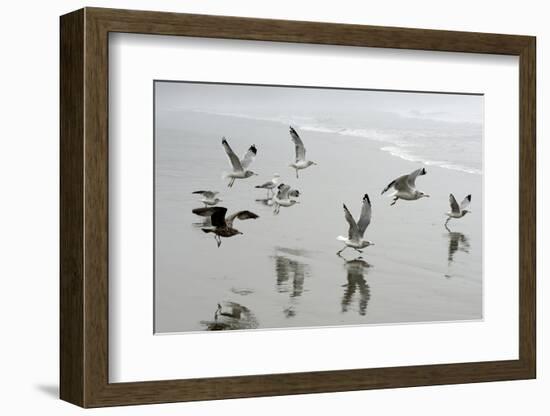 Canada, B.C, Vancouver Island. Gulls Flying on Florencia Beach-Kevin Oke-Framed Photographic Print