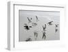 Canada, B.C, Vancouver Island. Gulls Flying on Florencia Beach-Kevin Oke-Framed Photographic Print