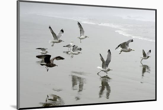 Canada, B.C, Vancouver Island. Gulls Flying on Florencia Beach-Kevin Oke-Mounted Photographic Print