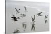 Canada, B.C, Vancouver Island. Gulls Flying on Florencia Beach-Kevin Oke-Stretched Canvas