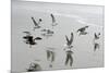 Canada, B.C, Vancouver Island. Gulls Flying on Florencia Beach-Kevin Oke-Mounted Photographic Print
