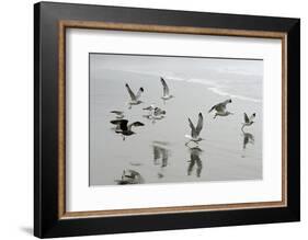 Canada, B.C, Vancouver Island. Gulls Flying on Florencia Beach-Kevin Oke-Framed Photographic Print