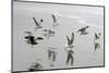 Canada, B.C, Vancouver Island. Gulls Flying on Florencia Beach-Kevin Oke-Mounted Photographic Print