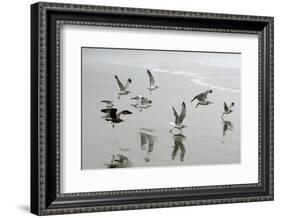 Canada, B.C, Vancouver Island. Gulls Flying on Florencia Beach-Kevin Oke-Framed Photographic Print