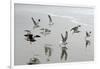 Canada, B.C, Vancouver Island. Gulls Flying on Florencia Beach-Kevin Oke-Framed Photographic Print