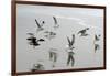 Canada, B.C, Vancouver Island. Gulls Flying on Florencia Beach-Kevin Oke-Framed Photographic Print