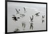 Canada, B.C, Vancouver Island. Gulls Flying on Florencia Beach-Kevin Oke-Framed Photographic Print