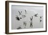 Canada, B.C, Vancouver Island. Gulls Flying on Florencia Beach-Kevin Oke-Framed Photographic Print