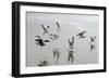 Canada, B.C, Vancouver Island. Gulls Flying on Florencia Beach-Kevin Oke-Framed Photographic Print