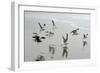 Canada, B.C, Vancouver Island. Gulls Flying on Florencia Beach-Kevin Oke-Framed Photographic Print