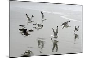 Canada, B.C, Vancouver Island. Gulls Flying on Florencia Beach-Kevin Oke-Mounted Photographic Print