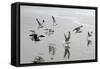 Canada, B.C, Vancouver Island. Gulls Flying on Florencia Beach-Kevin Oke-Framed Stretched Canvas