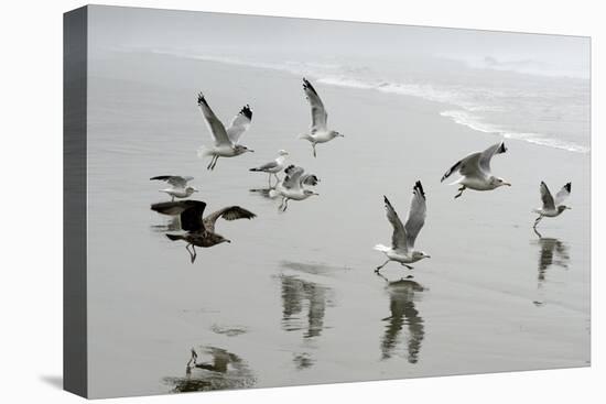 Canada, B.C, Vancouver Island. Gulls Flying on Florencia Beach-Kevin Oke-Stretched Canvas