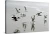 Canada, B.C, Vancouver Island. Gulls Flying on Florencia Beach-Kevin Oke-Stretched Canvas