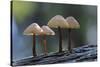 Canada, B.C, Vancouver Island. Mycena Mushrooms Growing on a Nurselog-Kevin Oke-Stretched Canvas