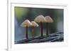 Canada, B.C, Vancouver Island. Mycena Mushrooms Growing on a Nurselog-Kevin Oke-Framed Photographic Print