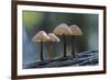 Canada, B.C, Vancouver Island. Mycena Mushrooms Growing on a Nurselog-Kevin Oke-Framed Photographic Print