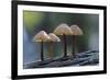 Canada, B.C, Vancouver Island. Mycena Mushrooms Growing on a Nurselog-Kevin Oke-Framed Photographic Print