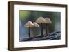 Canada, B.C, Vancouver Island. Mycena Mushrooms Growing on a Nurselog-Kevin Oke-Framed Photographic Print