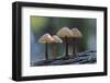 Canada, B.C, Vancouver Island. Mycena Mushrooms Growing on a Nurselog-Kevin Oke-Framed Photographic Print