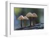 Canada, B.C, Vancouver Island. Mycena Mushrooms Growing on a Nurselog-Kevin Oke-Framed Photographic Print