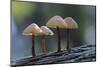 Canada, B.C, Vancouver Island. Mycena Mushrooms Growing on a Nurselog-Kevin Oke-Mounted Photographic Print