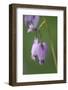 Canada, B.C, Vancouver Island. Pacific Bleeding Heart-Kevin Oke-Framed Photographic Print