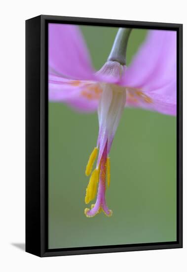 Canada, B.C, Vancouver Island. Pink Fawn Lily-Kevin Oke-Framed Stretched Canvas