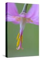 Canada, B.C, Vancouver Island. Pink Fawn Lily-Kevin Oke-Stretched Canvas