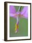 Canada, B.C, Vancouver Island. Pink Fawn Lily-Kevin Oke-Framed Photographic Print