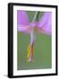 Canada, B.C, Vancouver Island. Pink Fawn Lily-Kevin Oke-Framed Photographic Print