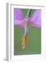 Canada, B.C, Vancouver Island. Pink Fawn Lily-Kevin Oke-Framed Photographic Print