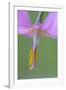 Canada, B.C, Vancouver Island. Pink Fawn Lily-Kevin Oke-Framed Photographic Print