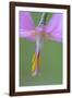 Canada, B.C, Vancouver Island. Pink Fawn Lily-Kevin Oke-Framed Photographic Print